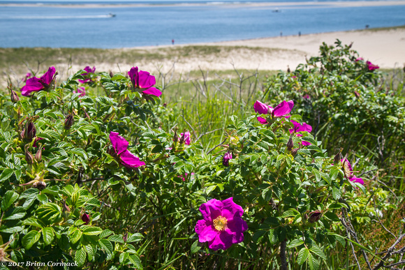 Cape Cod