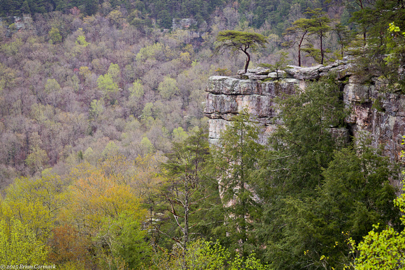 Buzzard's Roost