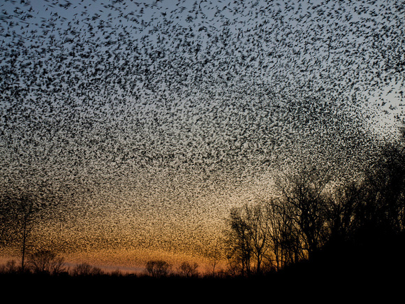 Giant Flock of Birds