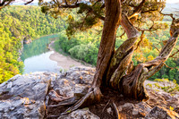 Ashe’s Juniper Tree, Buffalo National River.