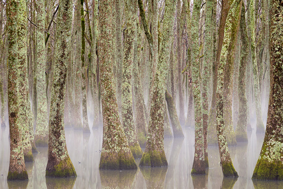 Tupelo Trees On A Foggy Morning, Near Keo.